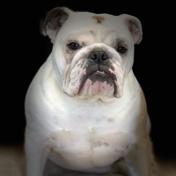 Pet Friendly Home, Meet Pudge 🐶 - Picture 1 of 4